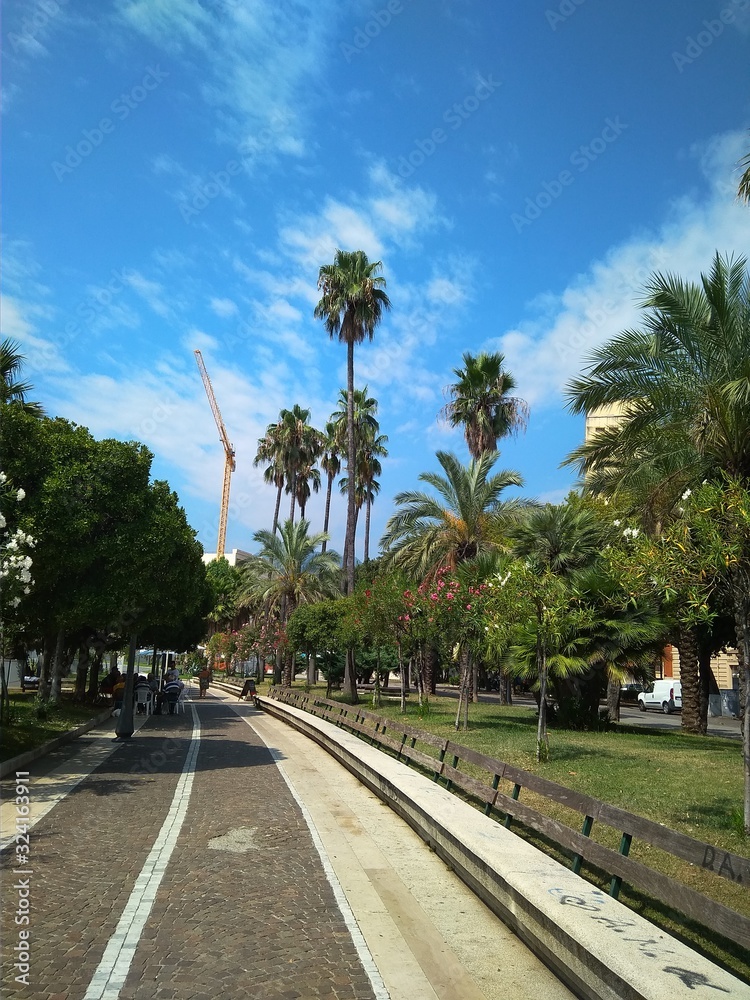 Walkway in a beautiful Park with Palms