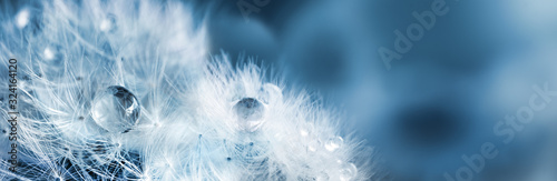 Fotografia Fluffy dandelions with dew drops, natural blue blurred spring background, close-up