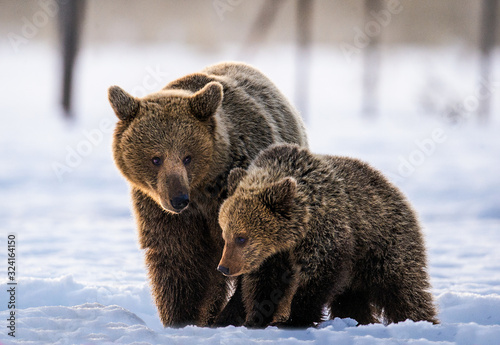 She-Bear and bear cub on the snow in the winter forest. Natural habitat. Scientific name: Ursus Arctos Arctos.