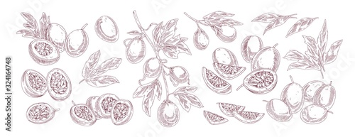 Collection of various passion fruit vector illustration in realistic hand drawn style. Set of monochrome half and slices exotic fruits isolated on white background. Bundle of ripe tropical growth