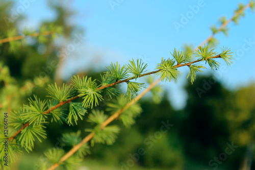 Blurry image of nature. Abstract Nature Background. Cropped Shot Of Coniferous Branch.