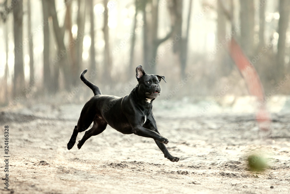 Dog breed Cane Corso in the autumn forest Dog breed Cane Corso in the autumn forest