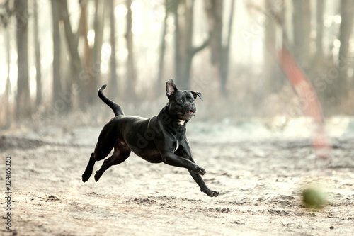 Bild auf Leinwand Dog breed Cane Corso in the autumn forest