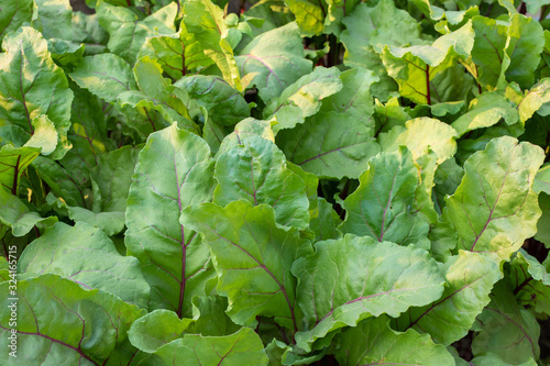 Green young leaves of beetroot growing in garden. Closeup. Mangold or Beet leaves background