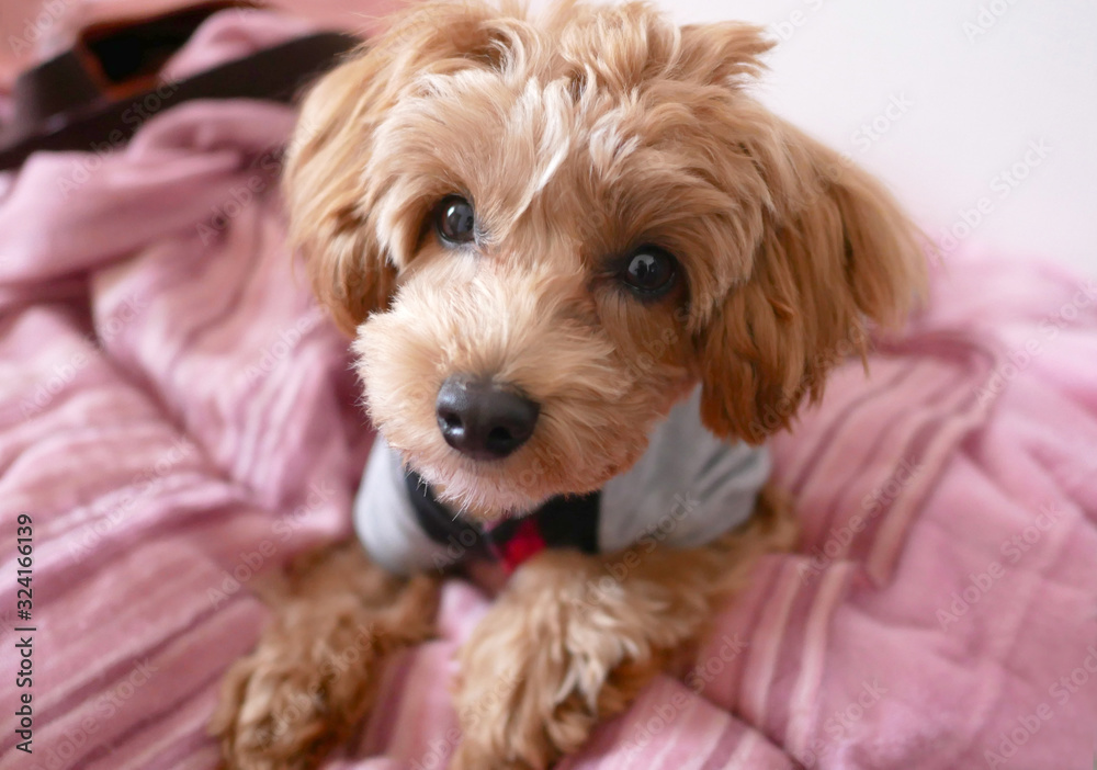 マルプー かわいい小型犬 Stock 写真 Adobe Stock