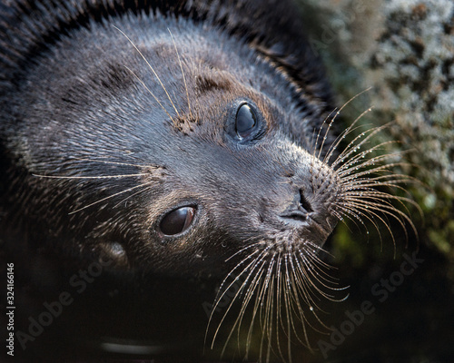 The Ladoga ringed seal.  Close up portrait. Scientific name: Pusa hispida ladogensis. The Ladoga seal in a natural habitat. Ladoga Lake. Russia photo