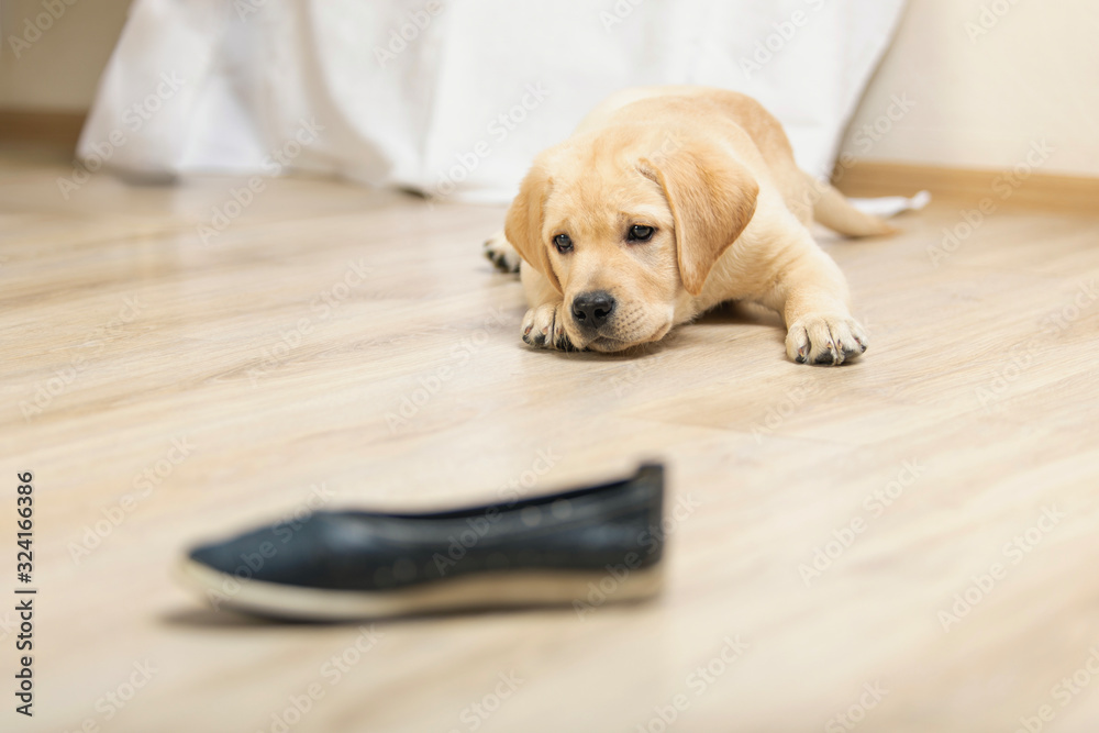 Labrador puppy playing with shoes on wooden floor.