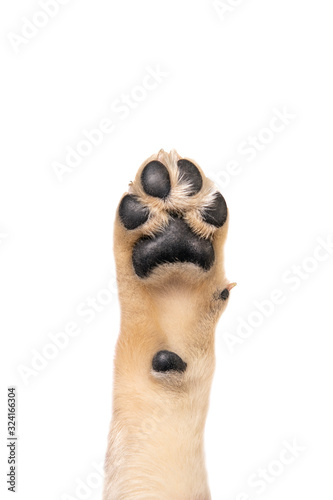 Golden retriever puppy paw isolated on white background. Flat lay copy space.
