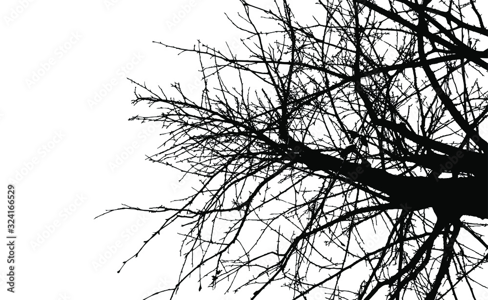 Fototapeta premium Black tree branches without leaves on a white background.