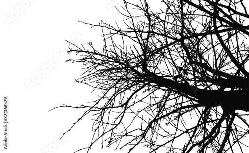 Black tree branches without leaves on a white background.