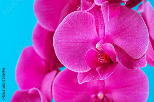 Purple orchid plant blossom close up on blue background