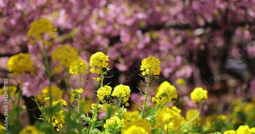 菜の花と河津桜