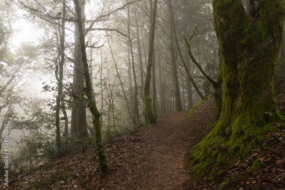 Foggy forest