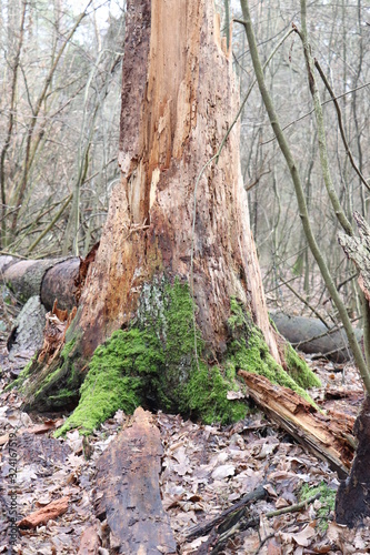 Stare spruchniałe drzewo mech las powalone