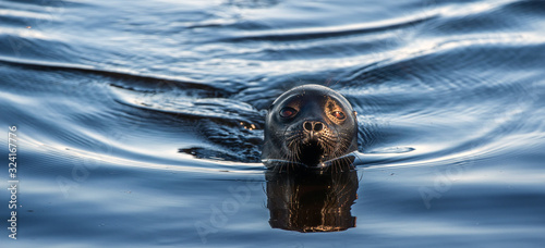 Bild auf Leinwand The Ladoga ringed seal swimming in the water