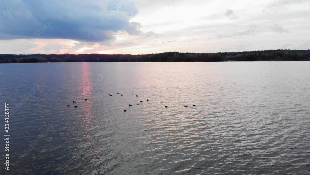 Aerial shot of ducks swimming on Charzykowy Lake in Pomeranian Voivodeship, Poland Aerial shot of ducks swimming on Charzykowy Lake in Pomeranian Voivodeship, Poland
