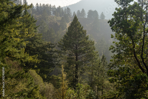 Foggy forest hike © T