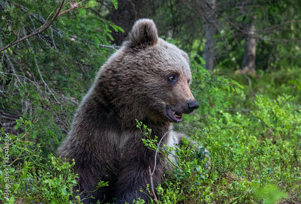 Fototapeta premium Cub of Brown Bear in the summer forest. Closeup portrait. Natural habitat. Scientific name: Ursus arctos.