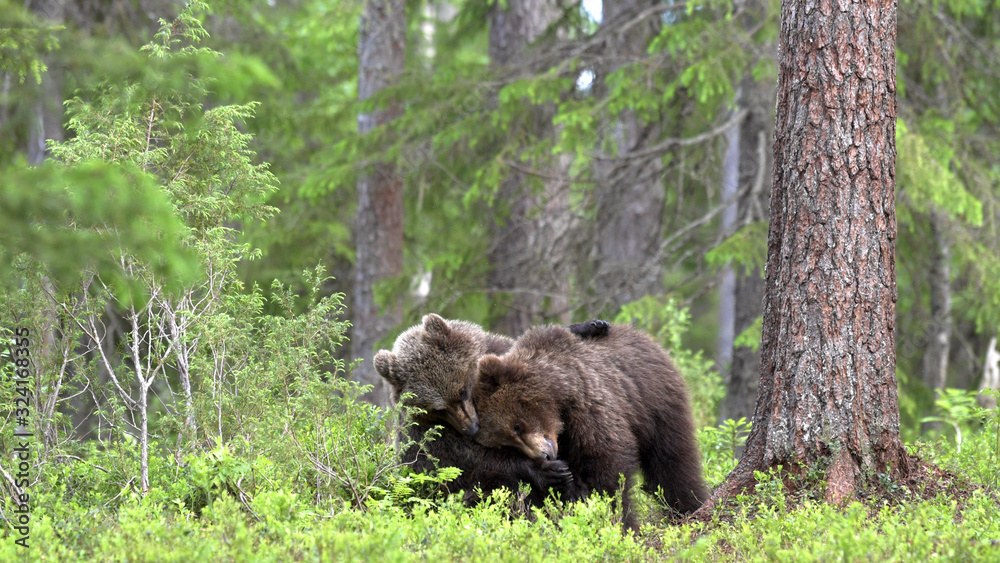 Brown Bear Cubs playfully fighting in summer forest. Scientific name: Ursus Arctos Arctos. Natural habitat.