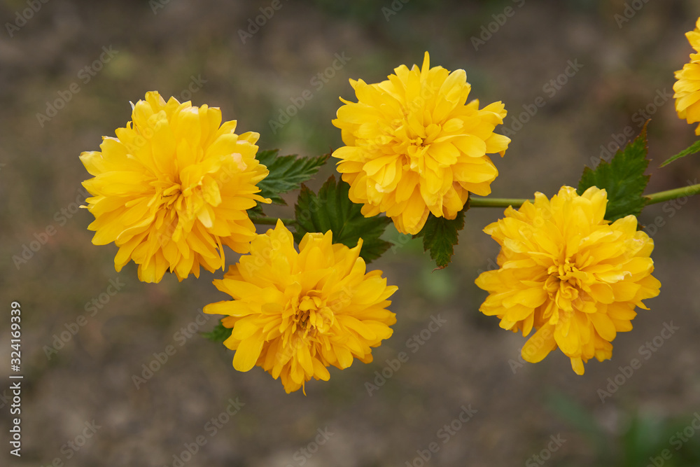 flowers of Kerria japonica,yellow flowers bloomed on Japanese marigold bush flowers of Kerria japonica,yellow flowers bloomed on Japanese marigold bush
