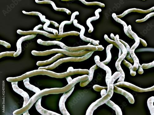 3d illustration - Borrelia Burgdorferi Bacteria photo