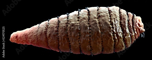 3d illustration - Botfly Larva photo