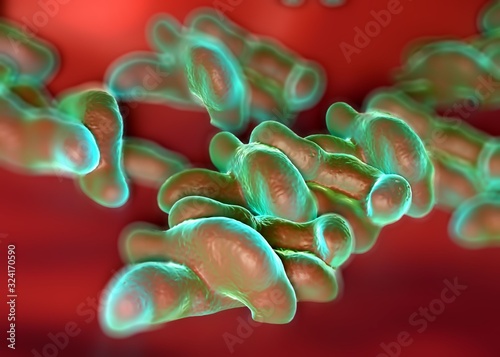 3d illustration - Campylobacter Jejuni Bacteria photo