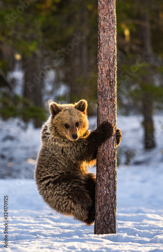 Bear Cub Climbing a Pine Tree. Sunset light in Winter forest. Brown Bear, Scientific name: Ursus Arctos Arctos. Natural habitat.