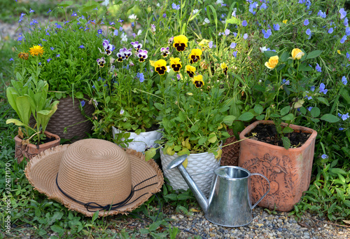 Pansy and rose flowers with straw hat and watering can in the garden.