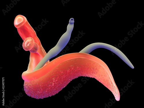 3d illustration - Schistosoma photo