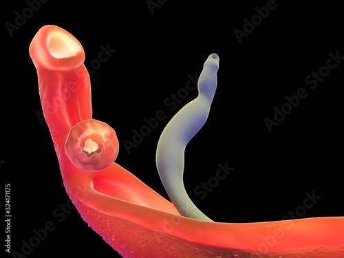 3d illustration - Schistosoma photo