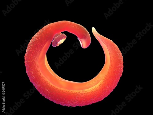 3d illustration - Schistosoma
