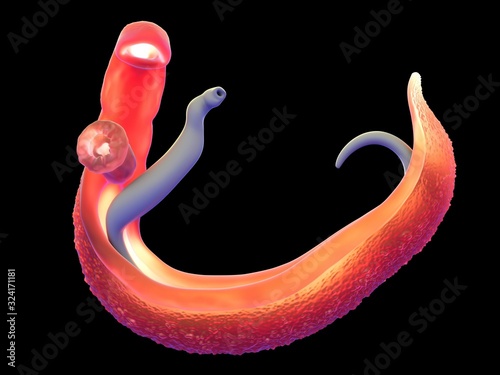 3d illustration - Schistosoma