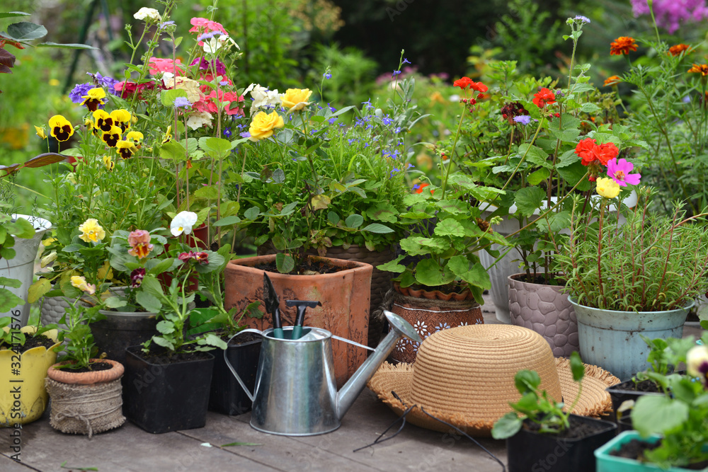Blooming flowers in pots with watering can and straw hat on wooden patio in the garden. Blooming flowers in pots with watering can and straw hat on wooden patio in the garden.