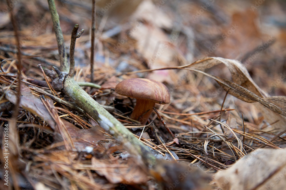 Imleria badia or Boletus badius commonly known as the bay bolete growing in pine tree forest.. Imleria badia or Boletus badius commonly known as the bay bolete growing in pine tree forest..