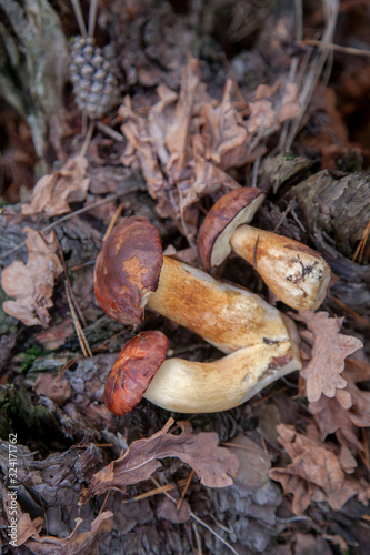 Pile of wild edible bay bolete known as imleria badia or boletus badius mushroom on old hemp in pine tree forest..