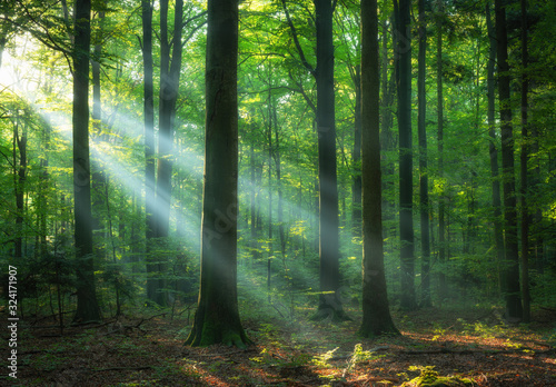 Fototapeta Naklejka Na Ścianę i Meble -  Beautiful sunrise in green forest