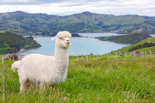 Furry white alpaca grazing in a bucolic green meadow with the sea and mountains in the background 