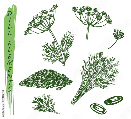Sketch dill plant, herbs and spice seasoning