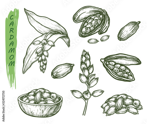 Sketch cardamom, herbs and spice seasoning set