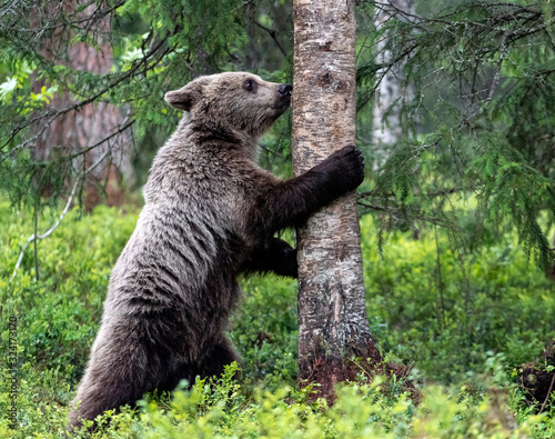 Brown bear cub stands on its hind legs by a tree. Scientific name: Ursus arctos. Natural habitat. Summer season