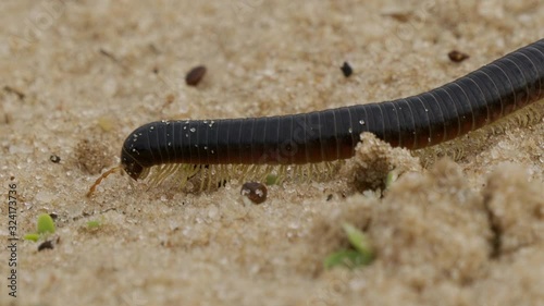 Namibian Centipede photo
