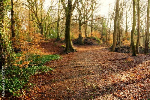A woodland trail in winter.
