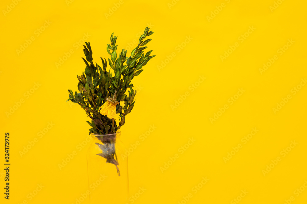 Bouquet of dried flowers in glass jar or bottle on yellow background.