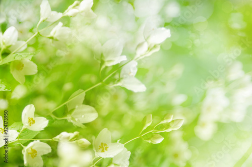 Natural spring background with bokeh and Jasmine white flowers