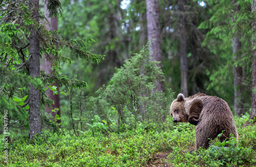 The bear scratched. Brown bear in the summer forest. Green forest natural background. Scientific name: Ursus arctos. Natural habitat. Summer season.