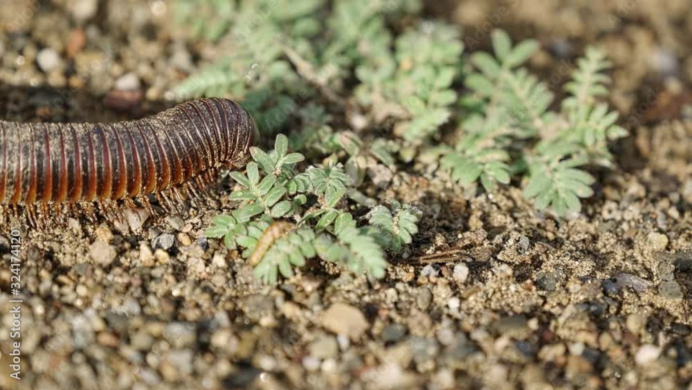 Namibian Centipede Namibian Centipede