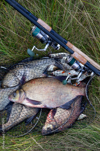 Successful fishing - big freshwater bream fish and fishing rod with reel on keepnet with fishery catch in it..