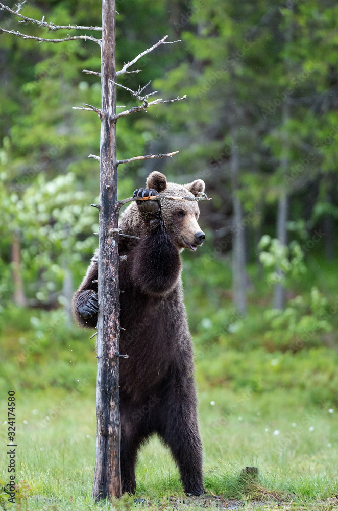 Brown bear stands on its hind legs by a tree. Scientific name: Ursus arctos. Natural habitat. Summer season Brown bear stands on its hind legs by a tree. Scientific name: Ursus arctos. Natural habitat. Summer season