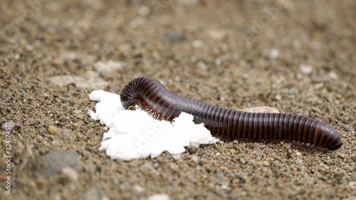 Namibian Centipede photo